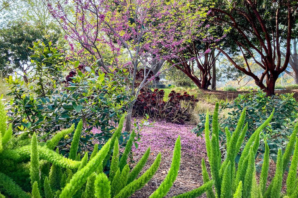 Native Redbud tree doing its thing in Spring